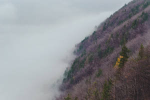雾林与朦胧山峦