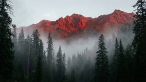 透过雾林看到的红色山脉神秘景象