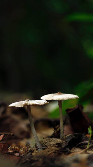 选择性聚焦蘑菇美学 — 蘑菇美学 壁纸