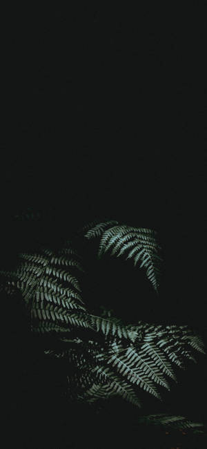 植物iPhone — iPhone 16 Pro Max 壁纸