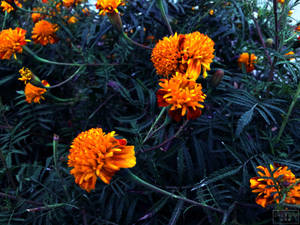 野生万寿菊开花植物壁纸。 — 黄昏 壁纸