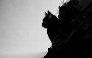 黑猫图片 — 黑猫 壁纸