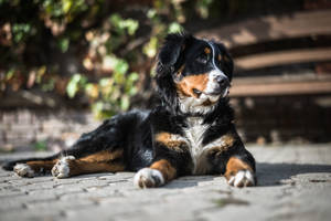 阳光下的可爱伯恩山犬 — 可爱的狗 壁纸