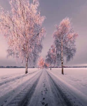 雪景美学图片 — 雪景美学 壁纸