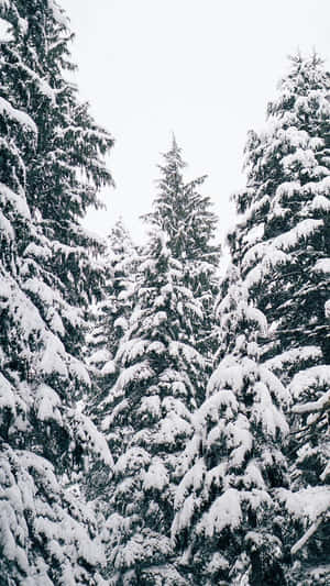 iPhone圣诞雪景