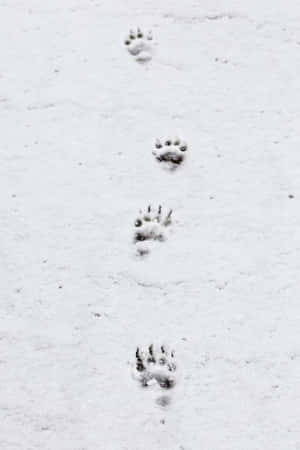雪景美学图片 — 低对比度 壁纸
