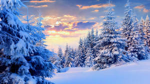 雪景美学松树壁纸 — 雪景美学 壁纸