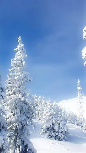 雪松自然iPhone壁纸 — 自然 iPhone 壁纸