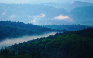 雾林山景