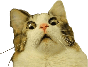 #震惊 #猫 #自由编辑 - 猫表情包透明背景，高清PNG下载