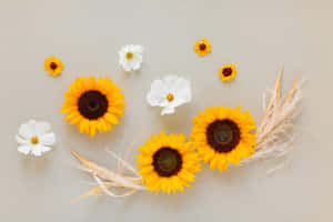 花卉图片 — 花卉 壁纸