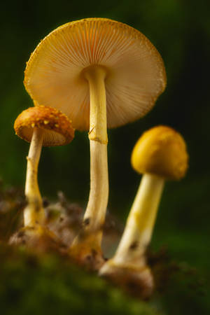 黄色蘑菇美学 — 蘑菇美学 壁纸