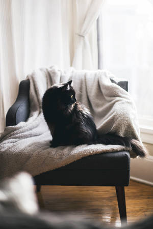 黑猫在垫椅上的优雅姿态 — 美学猫 壁纸