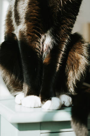 黑猫白爪 — 黑猫 壁纸