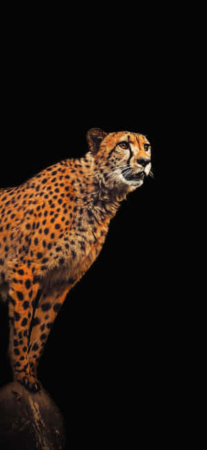 猎豹iPhone — Oppo Reno16c 壁纸