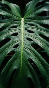 龟背叶的微距镜头，晶莹雨滴闪烁，尽显清新活力。 — 绿色美学动图 壁纸